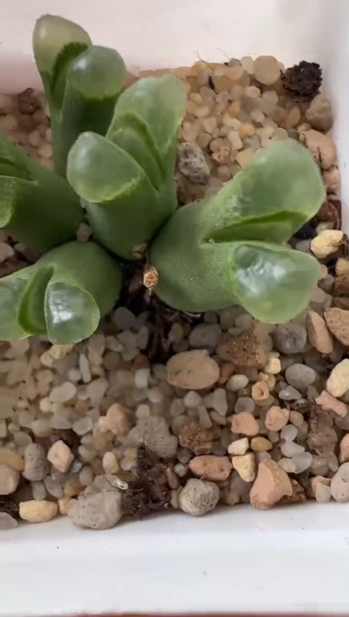 1217.。。。。。。。。。。。。