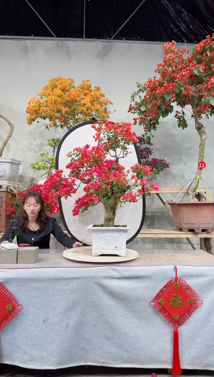 【闪购商品】盆景四季同安红