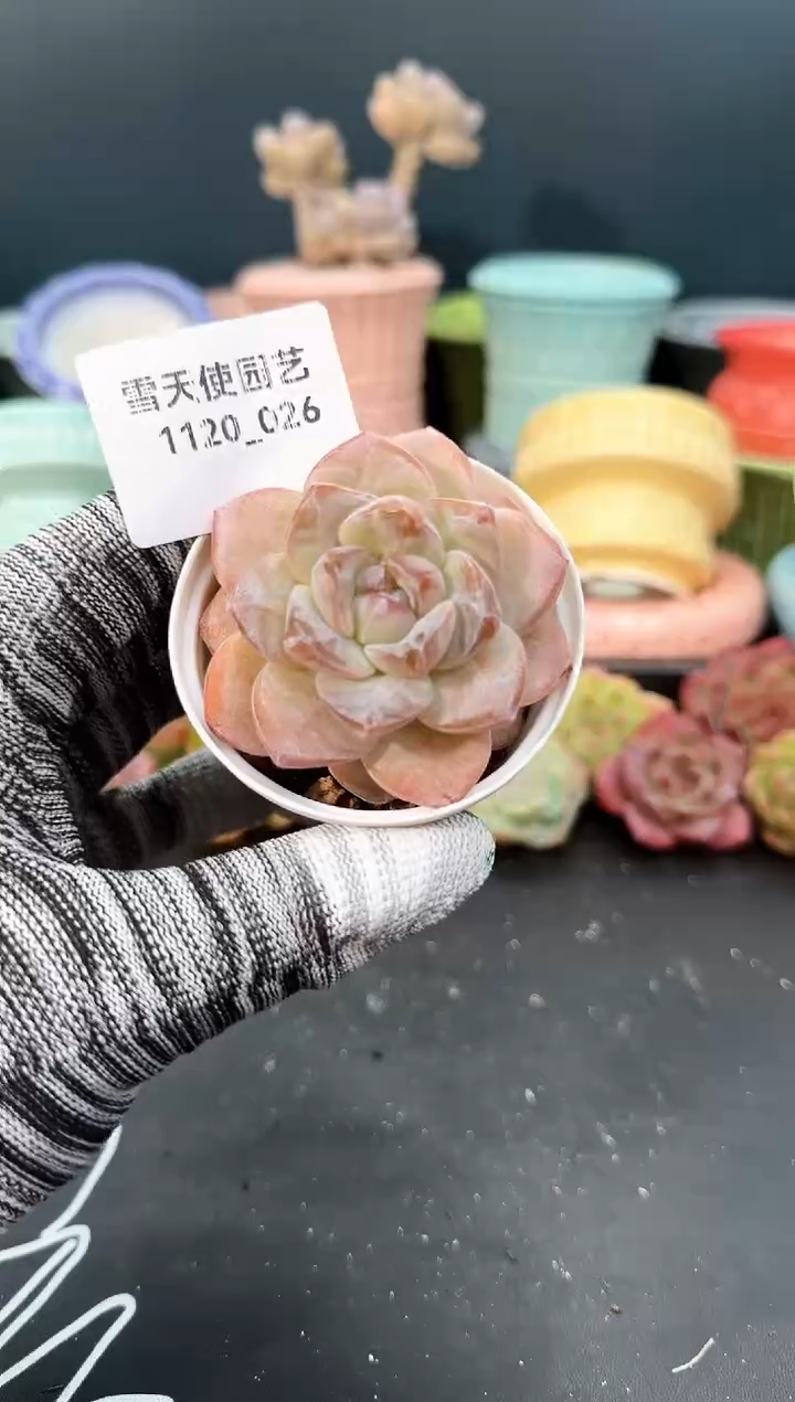 1120- 026 青山 （冠幅 6 cm）
