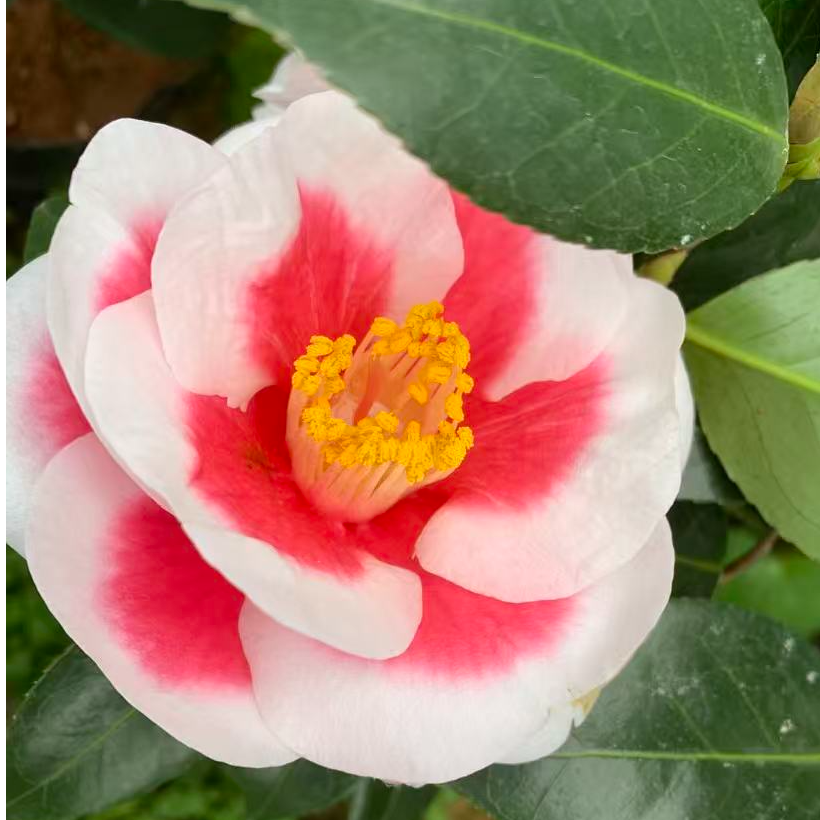 友之浦茶花品种茶花苗小苗庭院盆栽花卉茶花基地直发