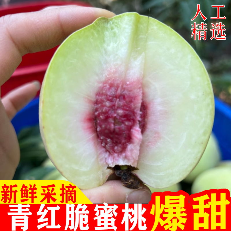 江苏新沂冬桃小脆桃青红蜜桃子脆甜多汁秋桃当季新鲜水果产地直发