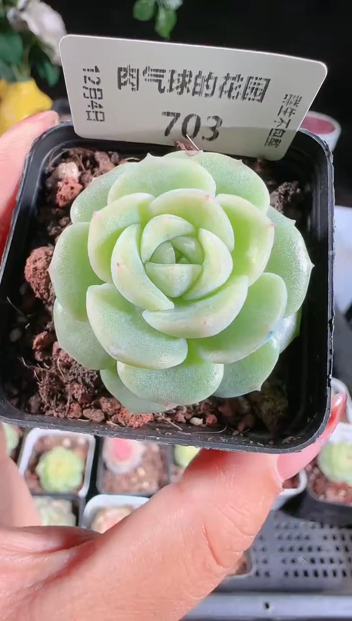 1204-703冰心27多肉群生不包整