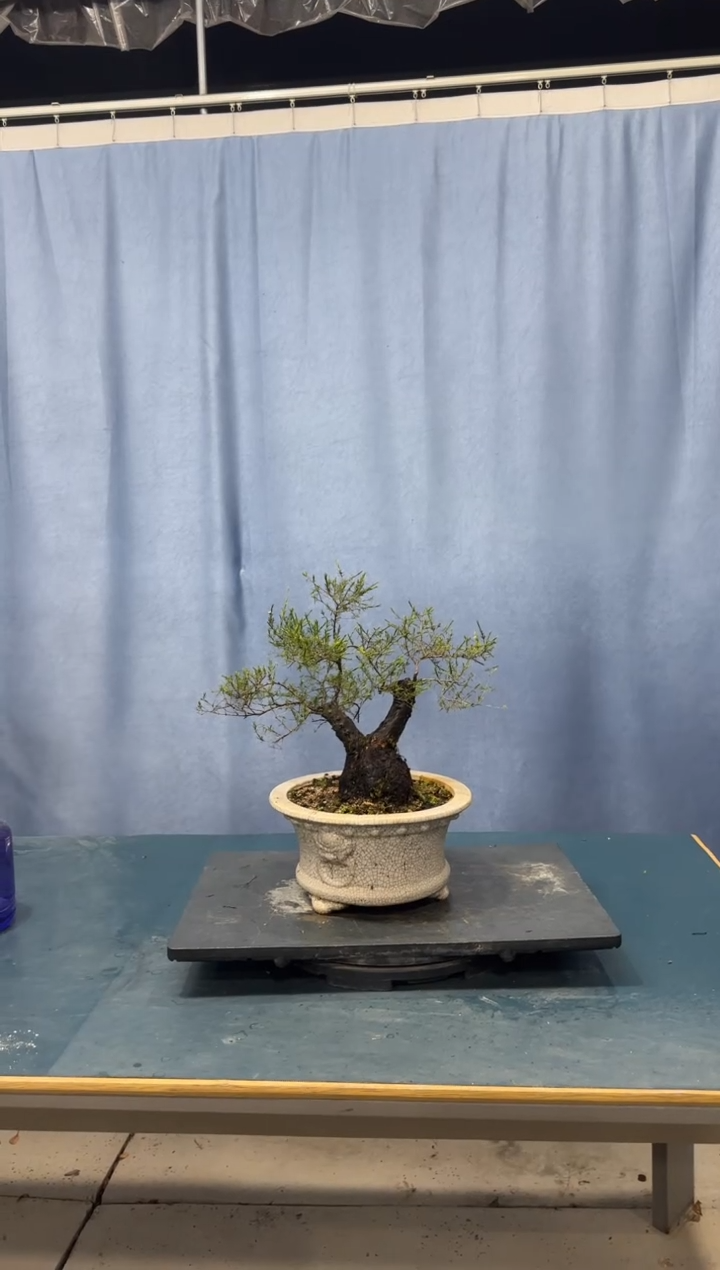 【闪购商品】盆景岗松