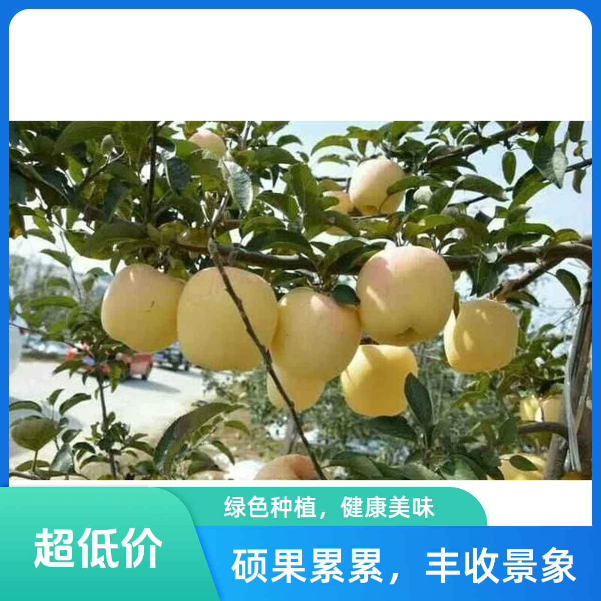 维纳斯黄金苹果苗四年苗