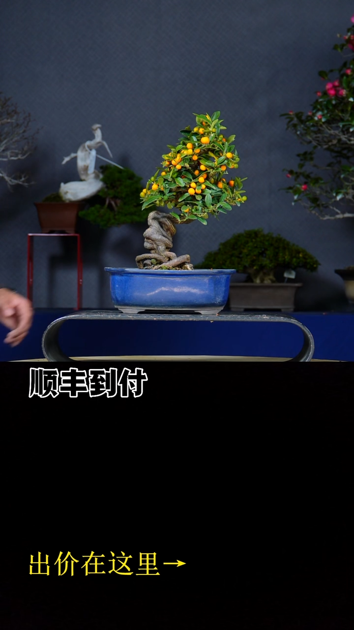 无花朵风**落豆豆