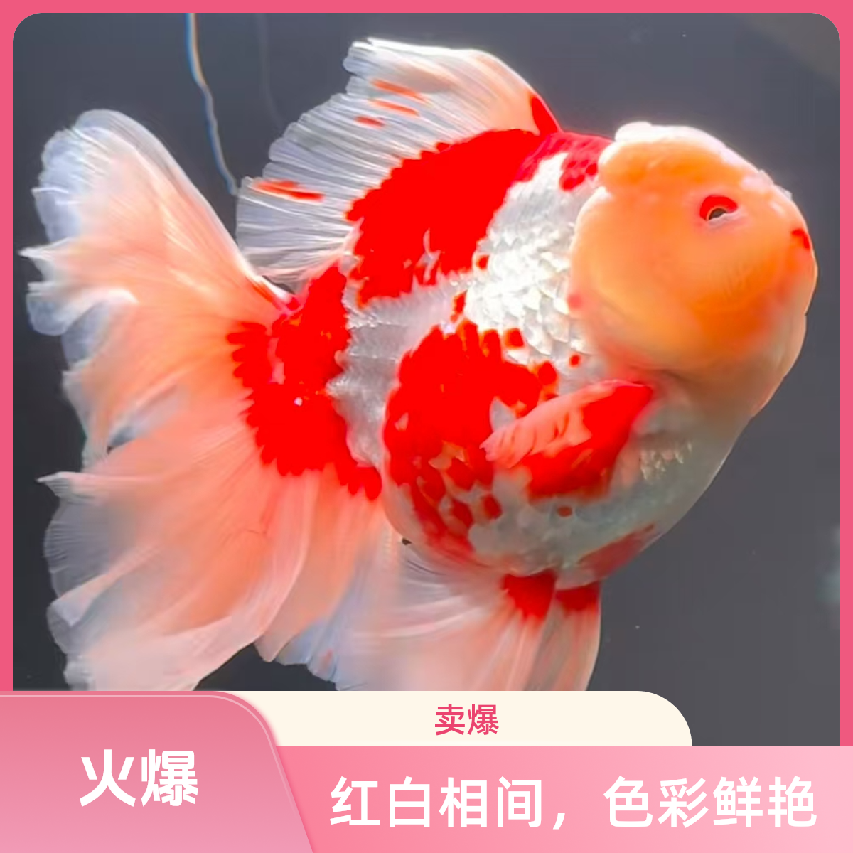 精品百褶金鱼冷水观赏鱼好养耐活体直播间链接【包开箱活不包养殖】
