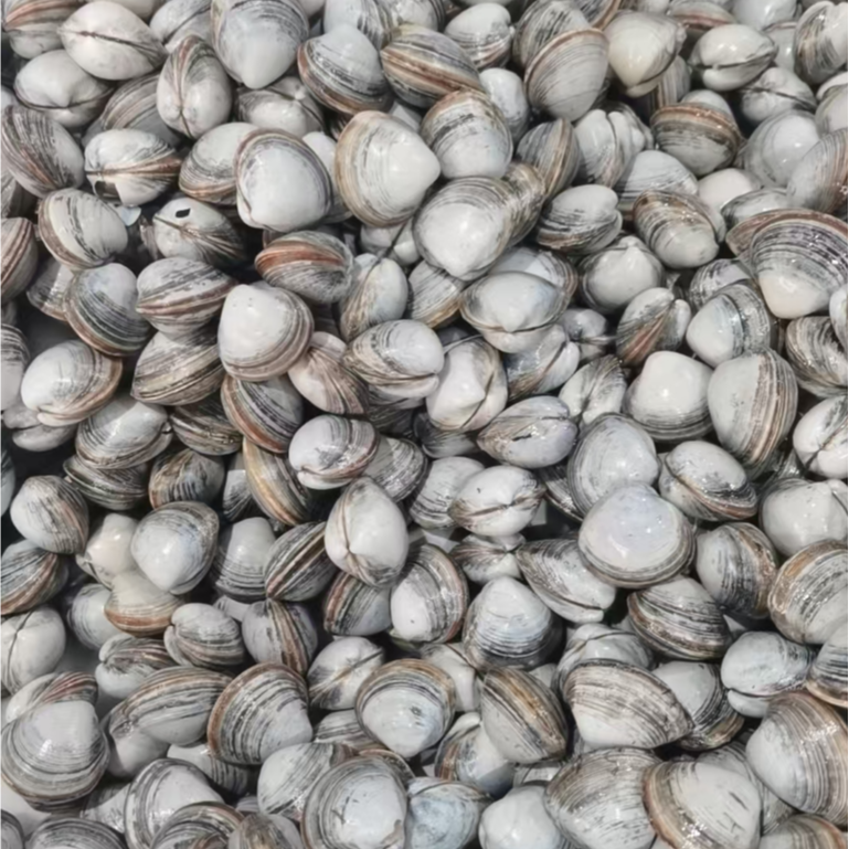 【空运】4斤白蚬子（路上吐水5%左右）