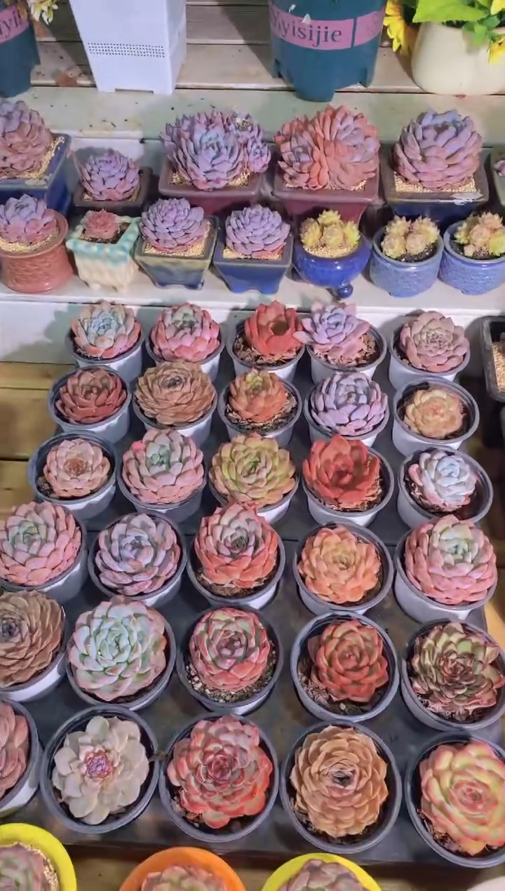 148-度夏新手好物3颗（9cm盆）（量拍）