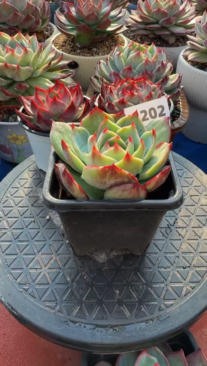 【闪购商品】A202惊鸿仙子（裸根发货）