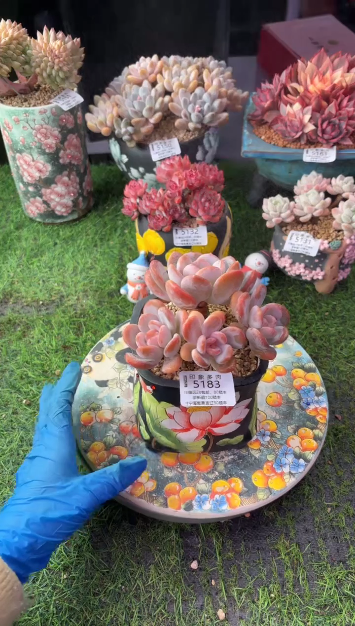 昆明印象多肉5183