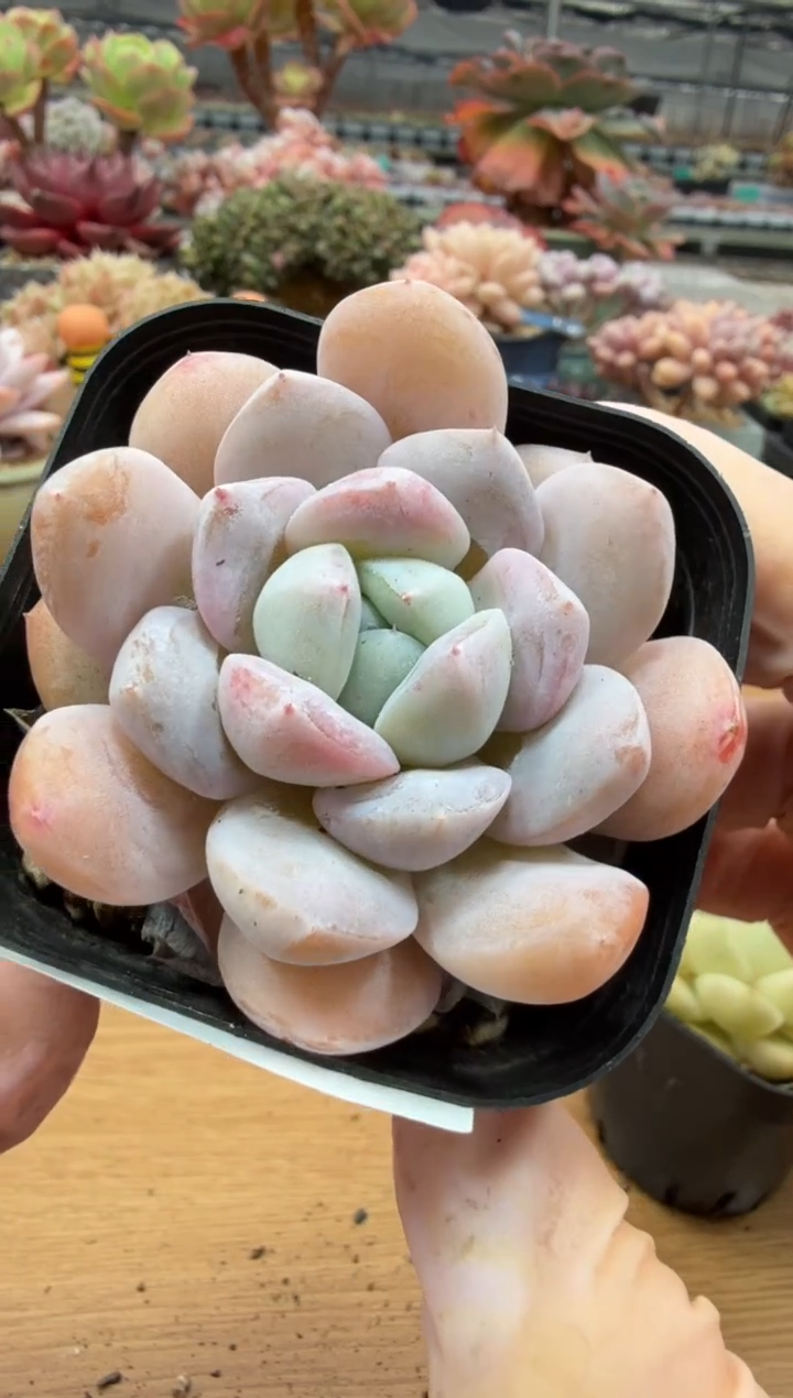 东云多肉园二店-41