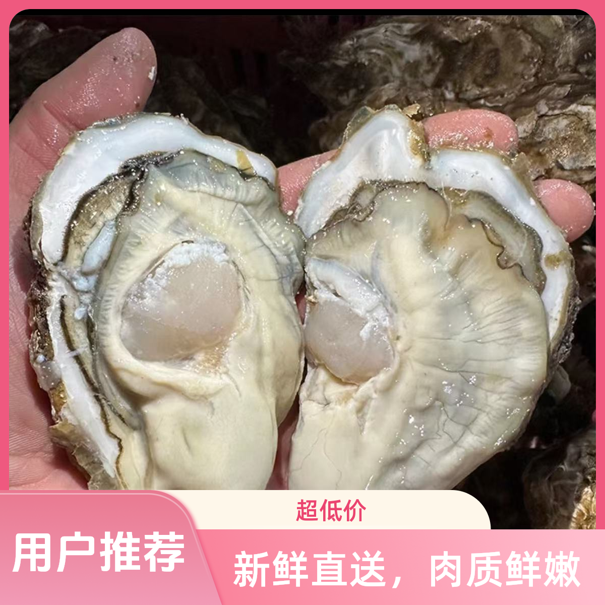 【买五斤送五斤】大号新鲜正宗生蚝牡蛎原产地直发海蛎子蒸煮烤生蚝