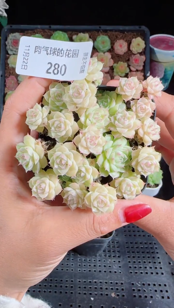 1122-280群生不包整