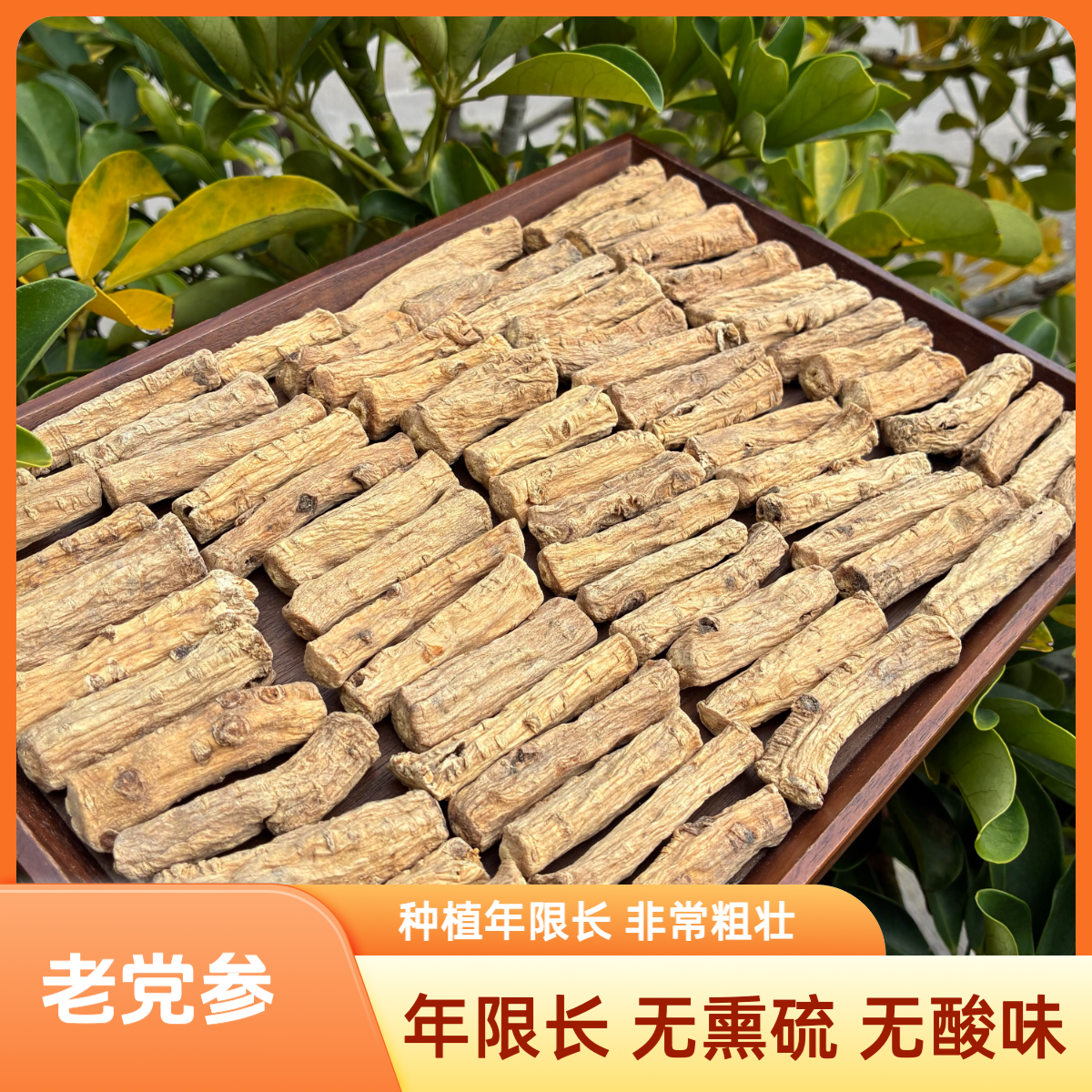 【党参】甘肃原产老党参 可搭配枸杞当归泡水煲汤营养无酸味