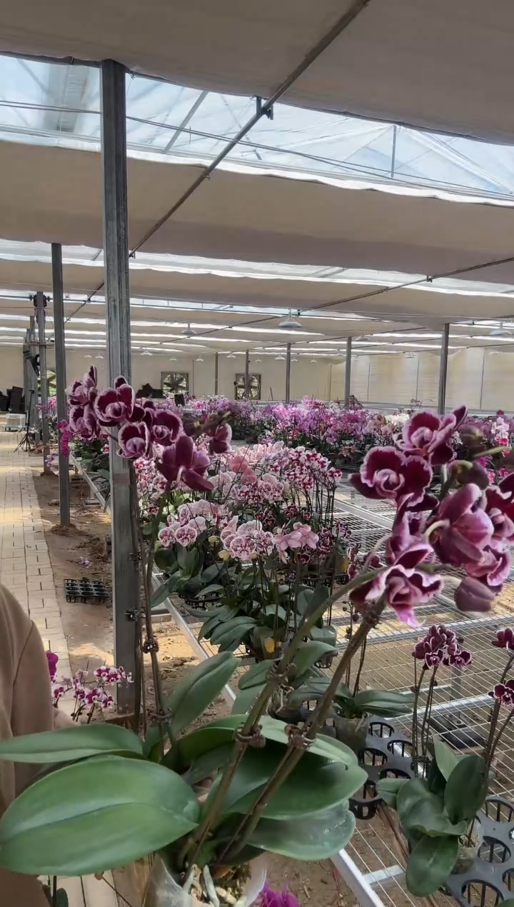 完全开放拉丁舞群 一棵装 带花带花苞