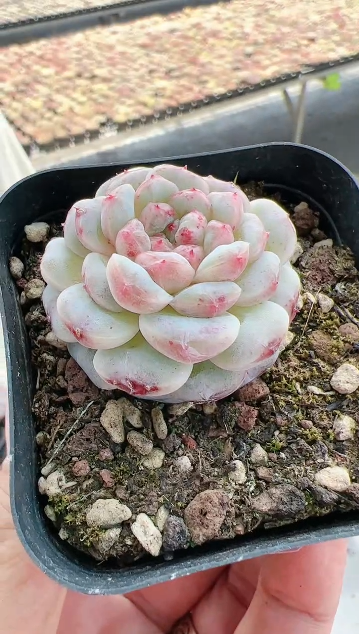 【闪购商品】晶-45