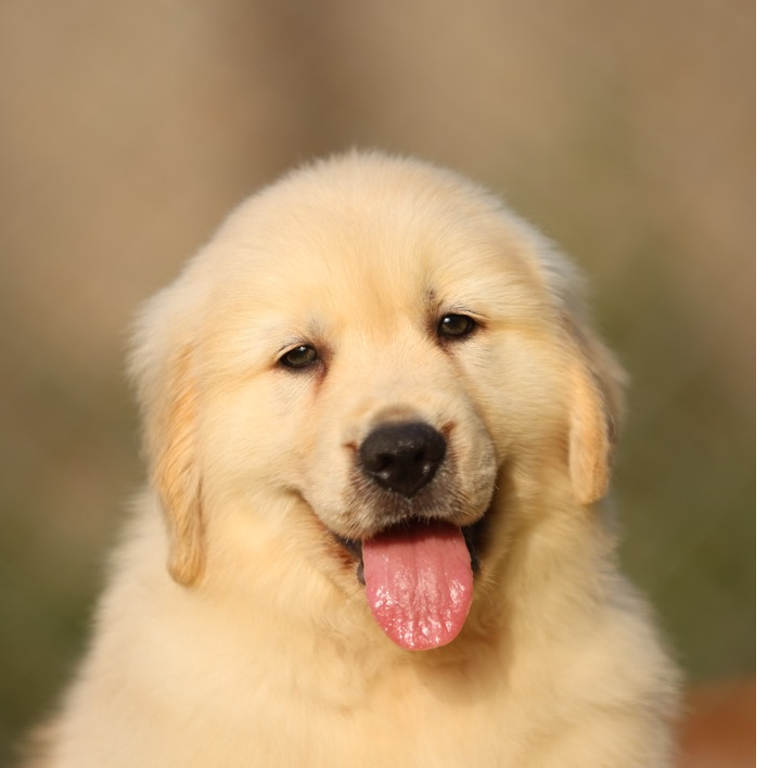 【金涛犬舍】CKU认证犬舍双血统金毛链接