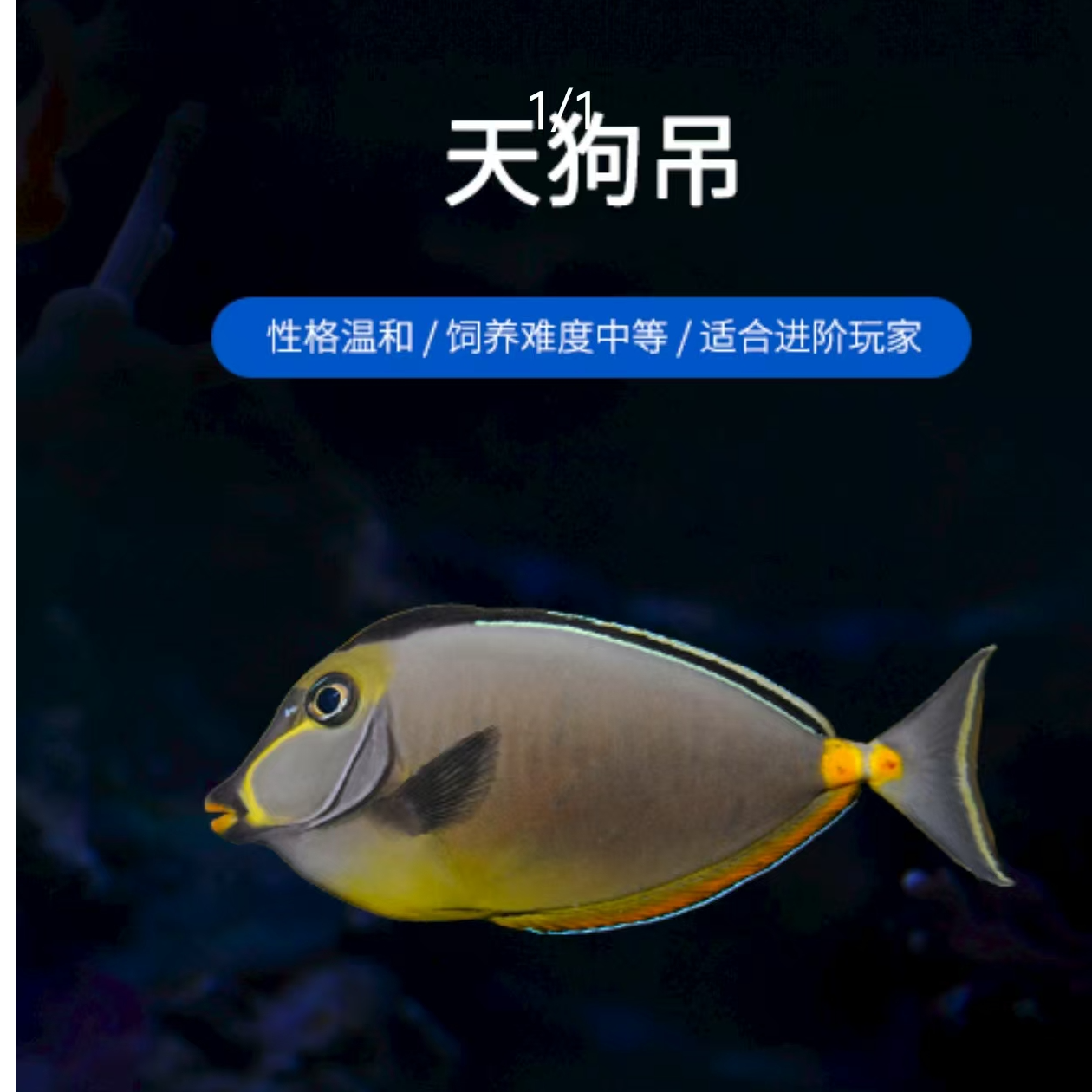 海水观赏鱼  天狗吊