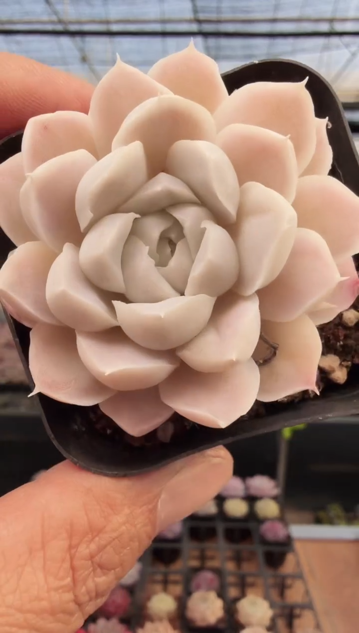 东云多肉园新款-310