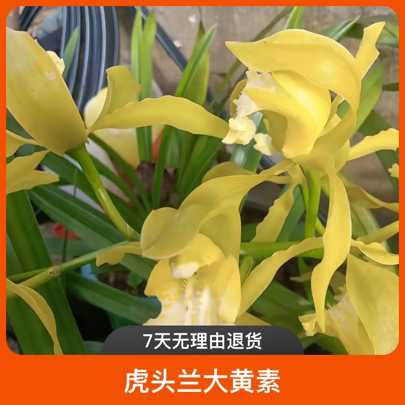 虎头兰大黄素浓香好养活大花型