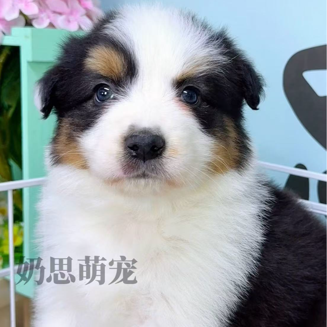 奶思家-三色黑白边牧公可爱弟弟02179021边境牧羊犬