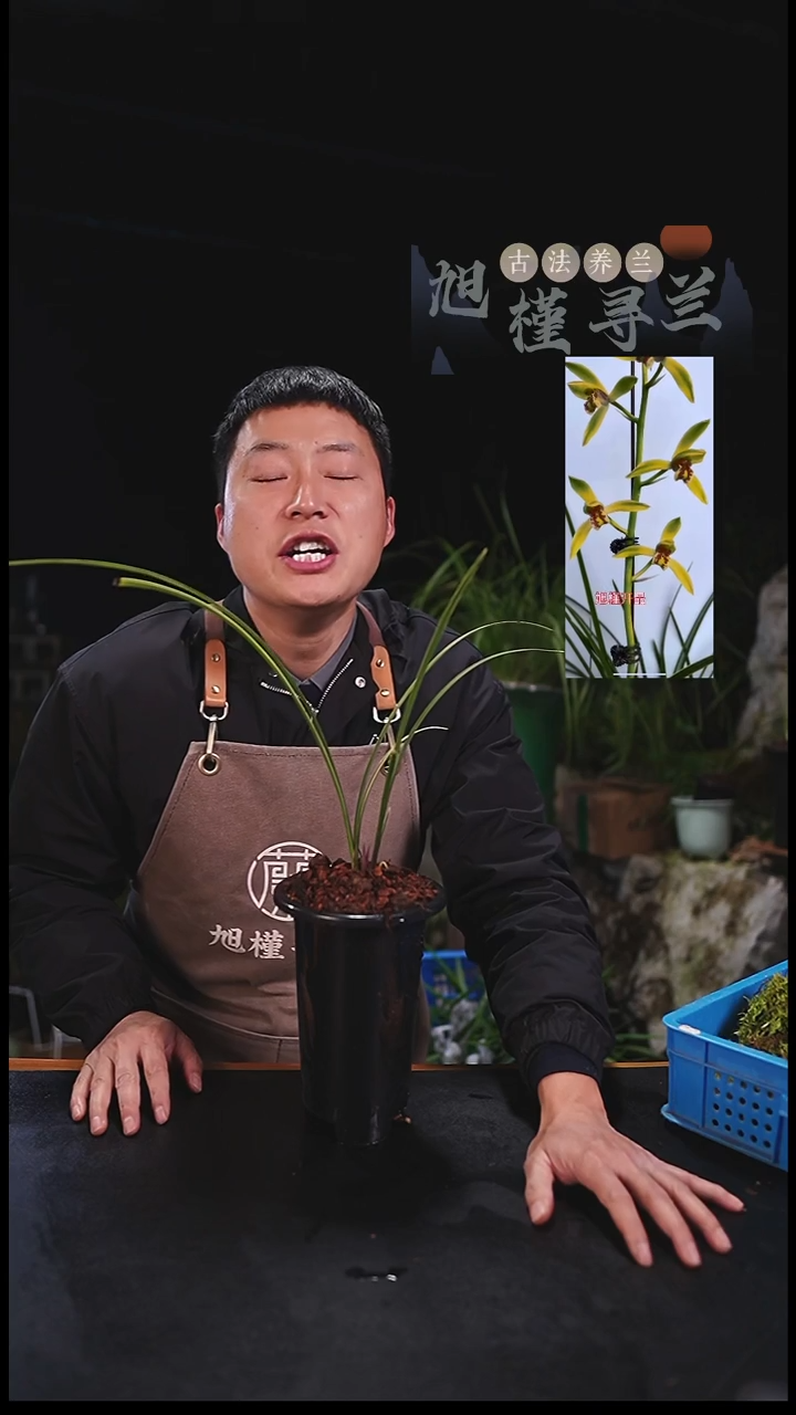 当前无花栽培后可以开花用****7红香妃朱金艺花（单苗活动）