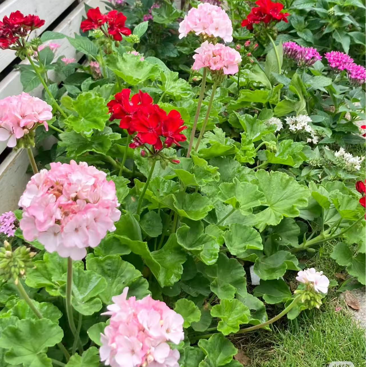 天竺葵 带香味 开花宿根植物