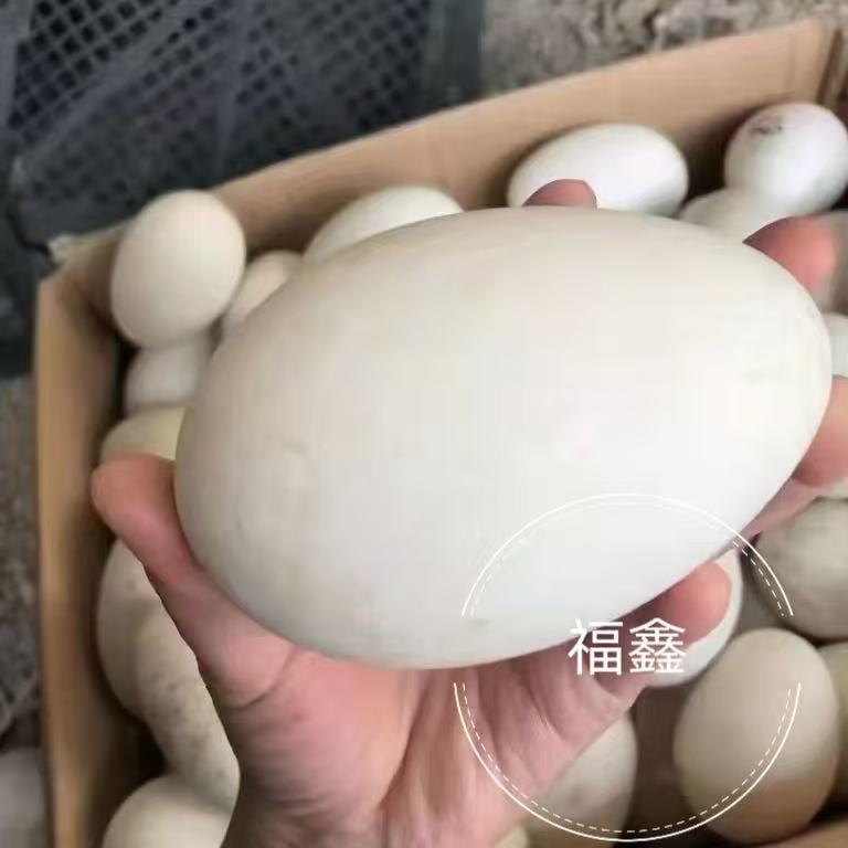 特大种狮头鹅受精蛋受精蛋蛋