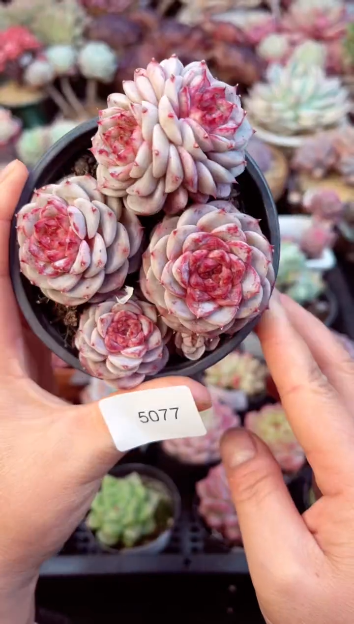 【闪购商品】5077群生天鹅绒多肉