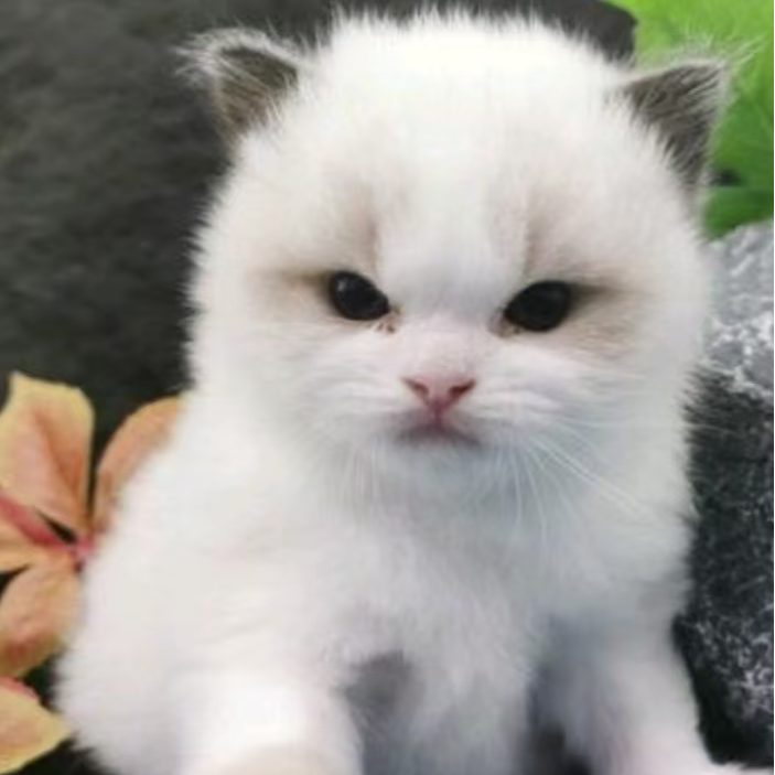 猫猫健康又可爱非常亲人哦