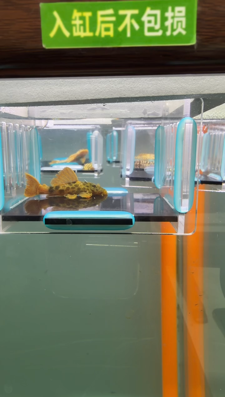 清道夫鱼028号600入缸不包损录制完整开箱视频厘米