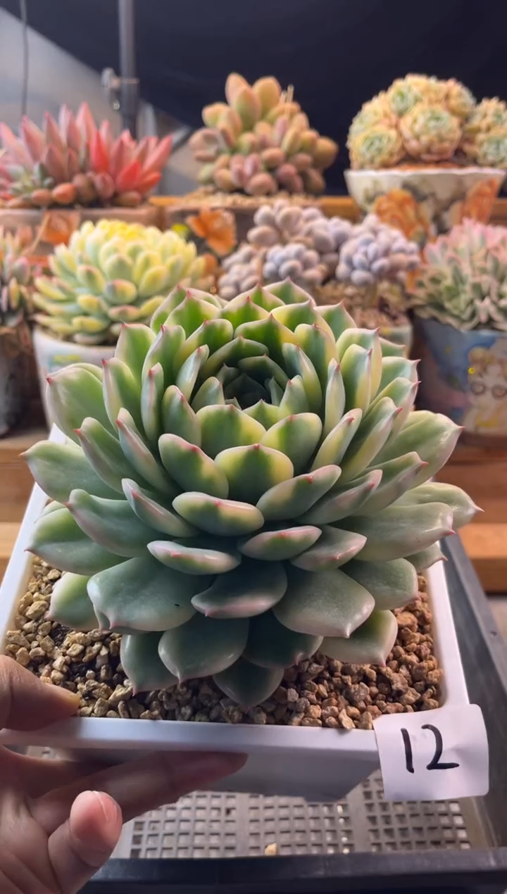 12艾丽卡锦11111111111111