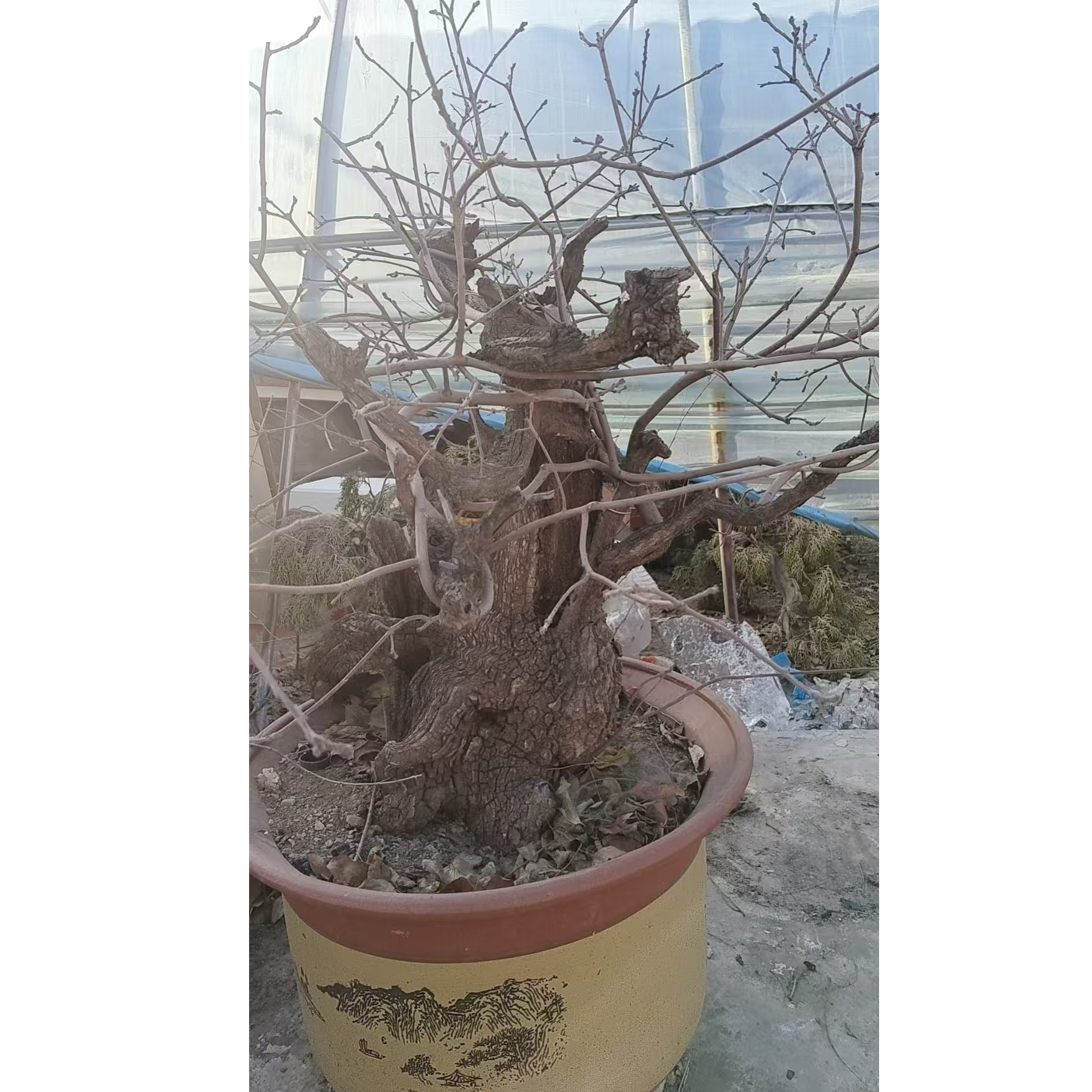 黄栌盆景精美盆景下单以实物为准