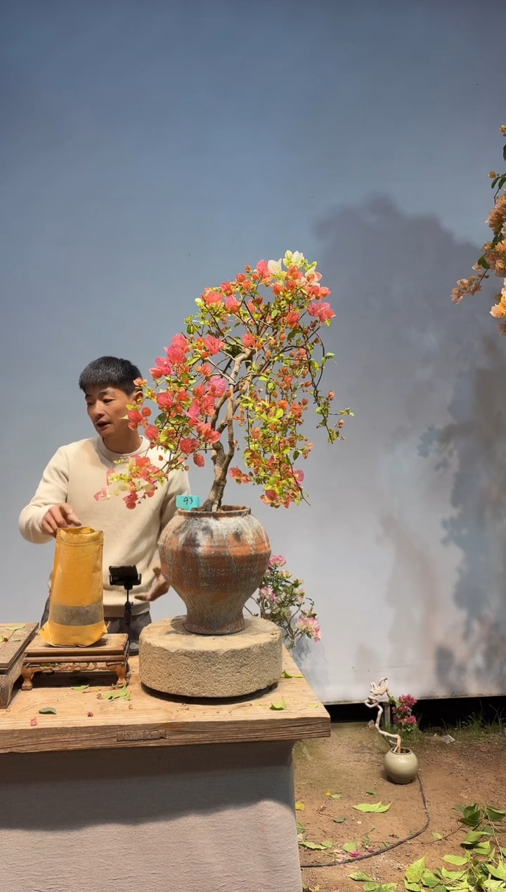 以实际为准三角梅93
