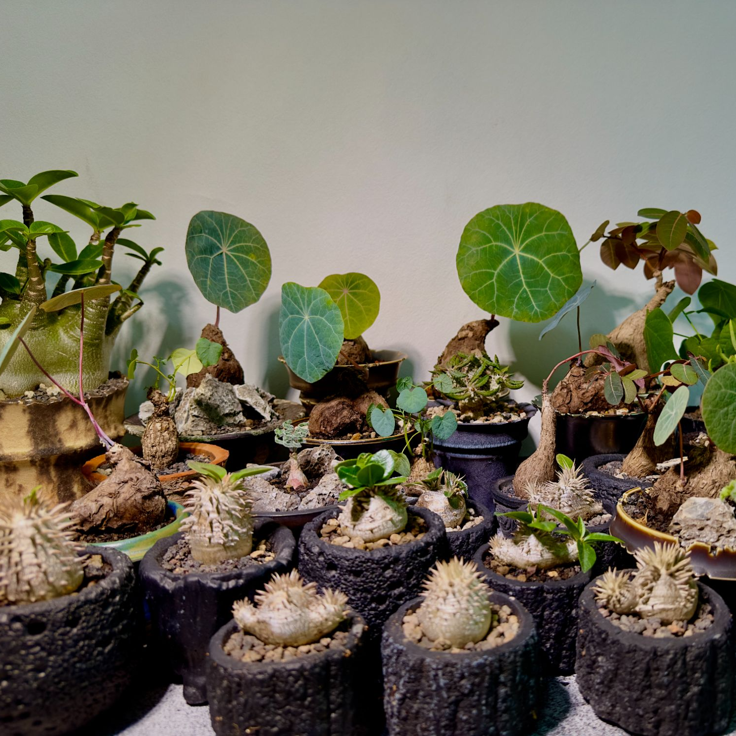 一物一拍（发货后不退）