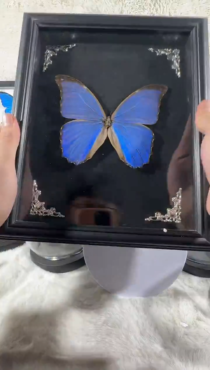 大蓝闪蝶黑绒底10寸相框 