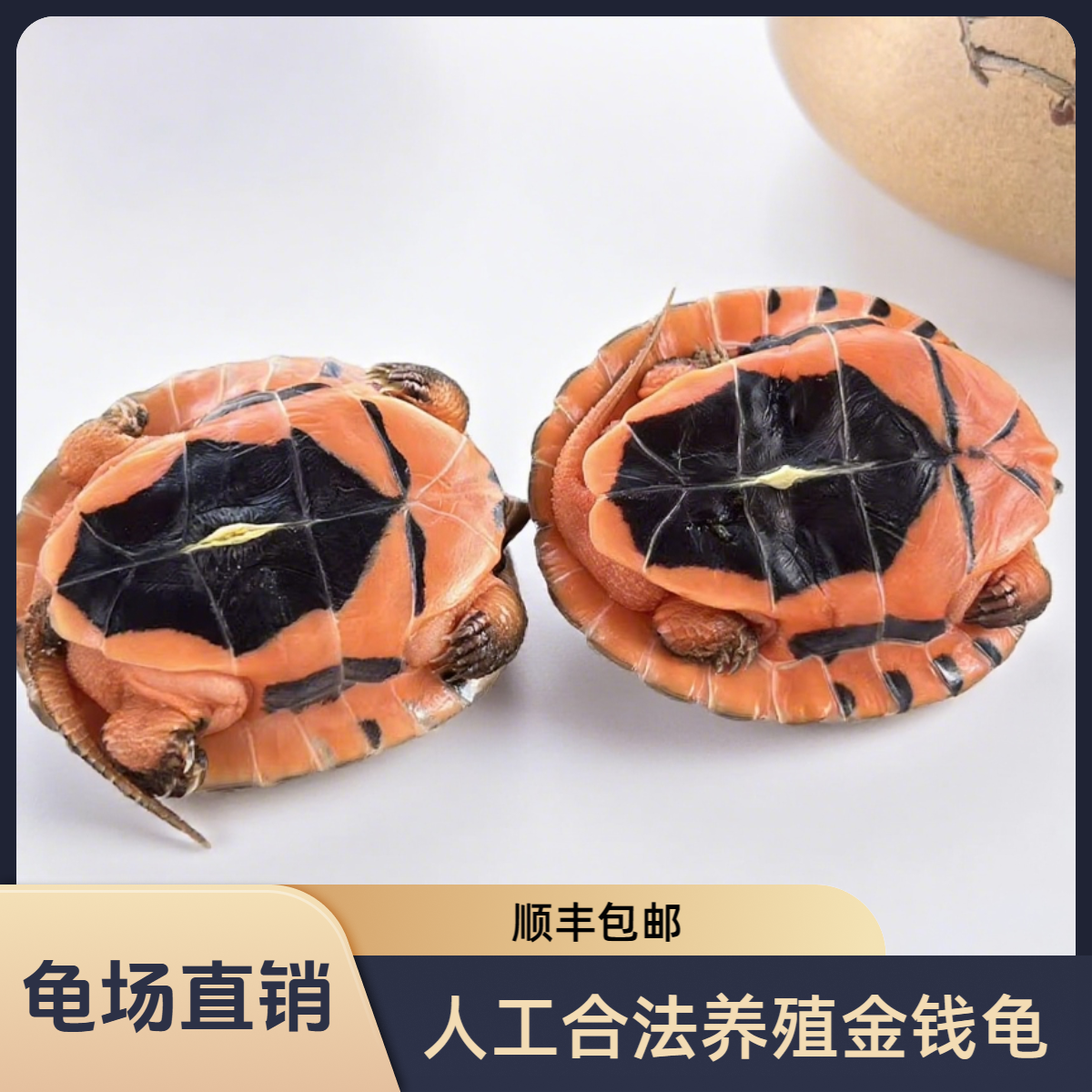 （中山朝盛龟业）人工合法繁育养殖金钱龟宠物龟观赏活体乌龟