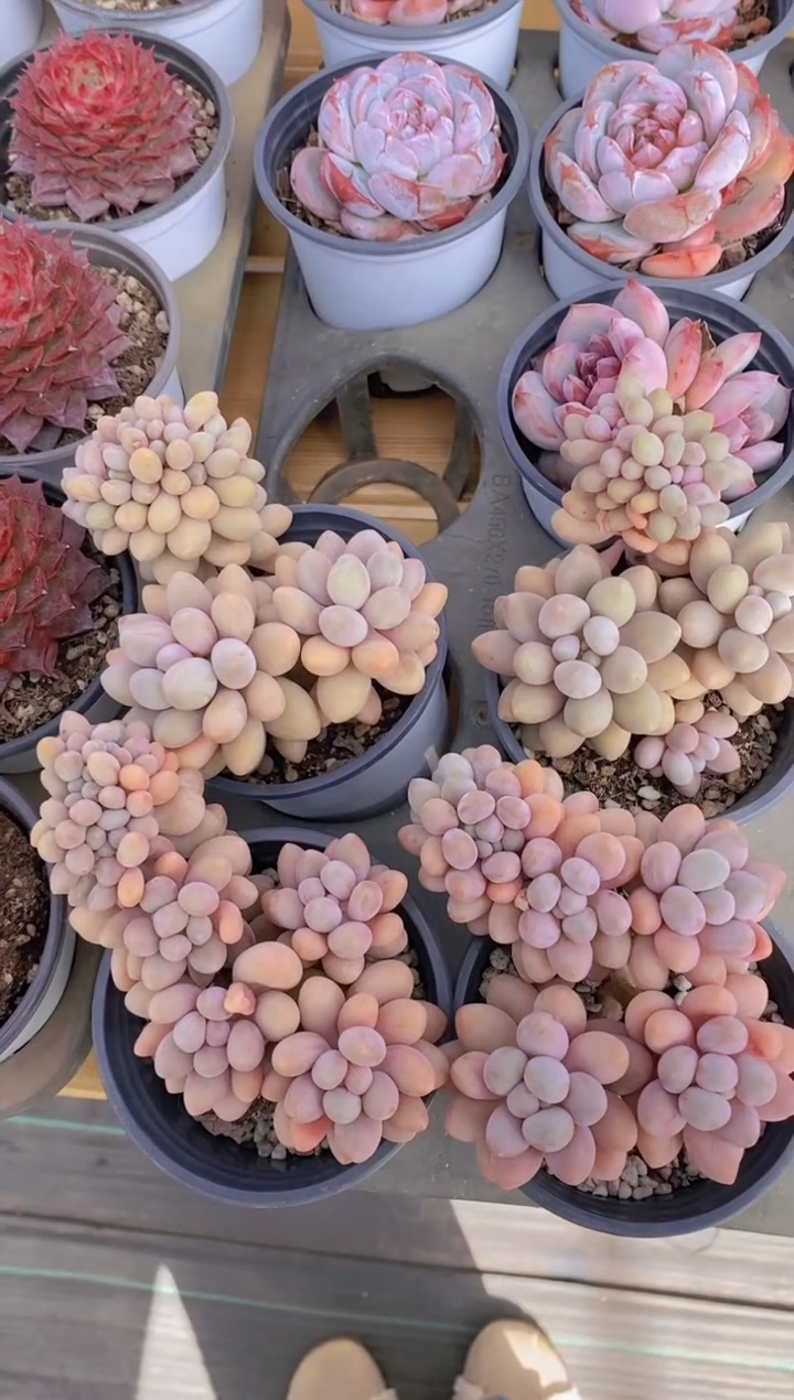 A69-汤圆缀化（量拍）