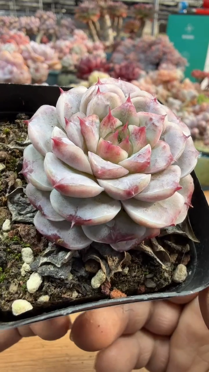 东云多肉园三店-194