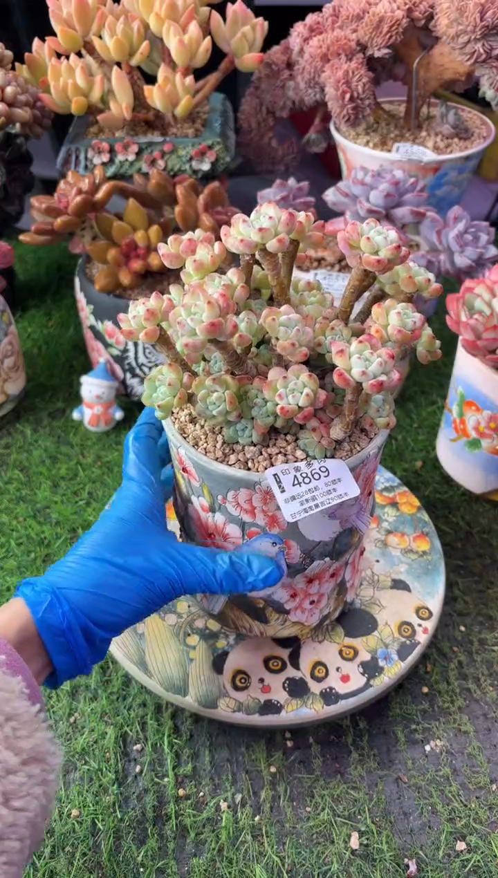 昆明印象多肉4869