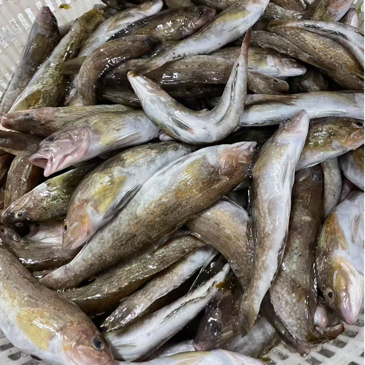 大连长海县广鹿岛野生小黄鱼，顺丰包邮