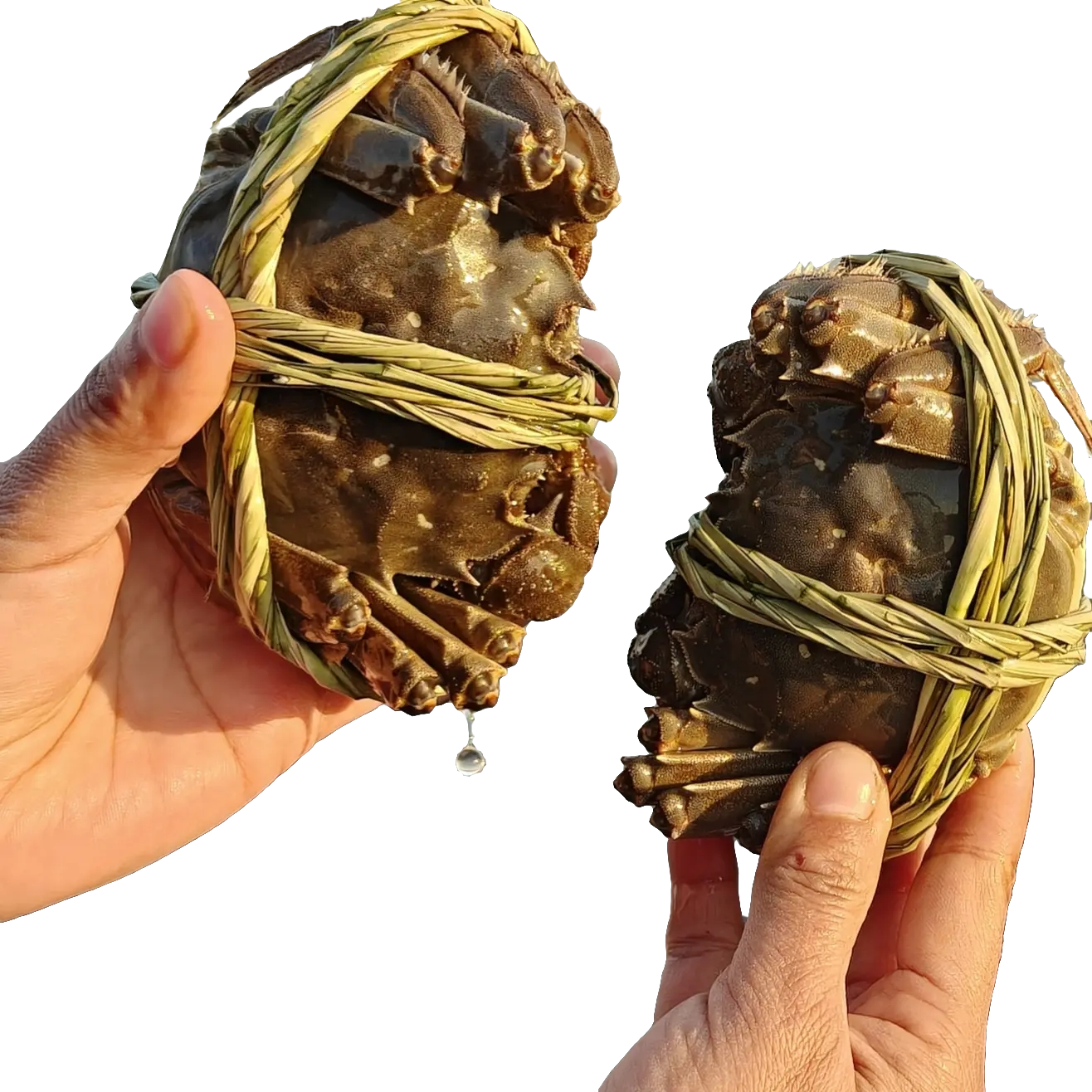 【活蟹】大闸蟹4两公+3两母蟹-10只