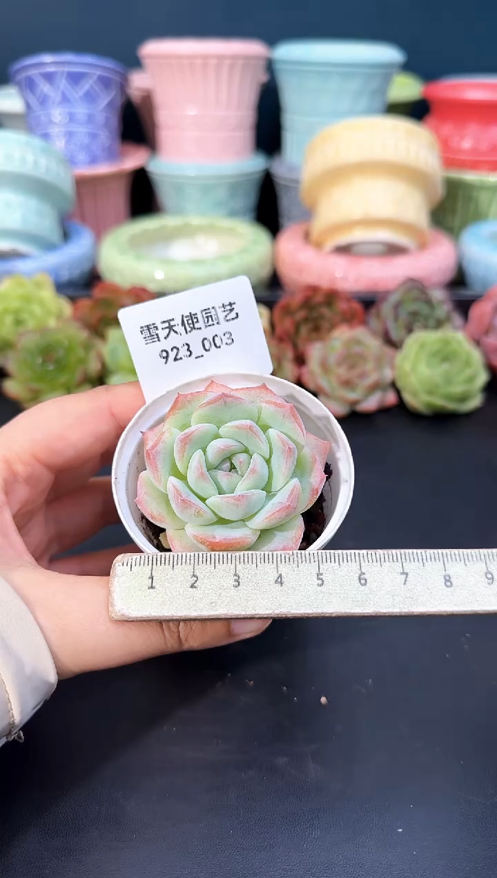 923-003青山（冠幅5cm）