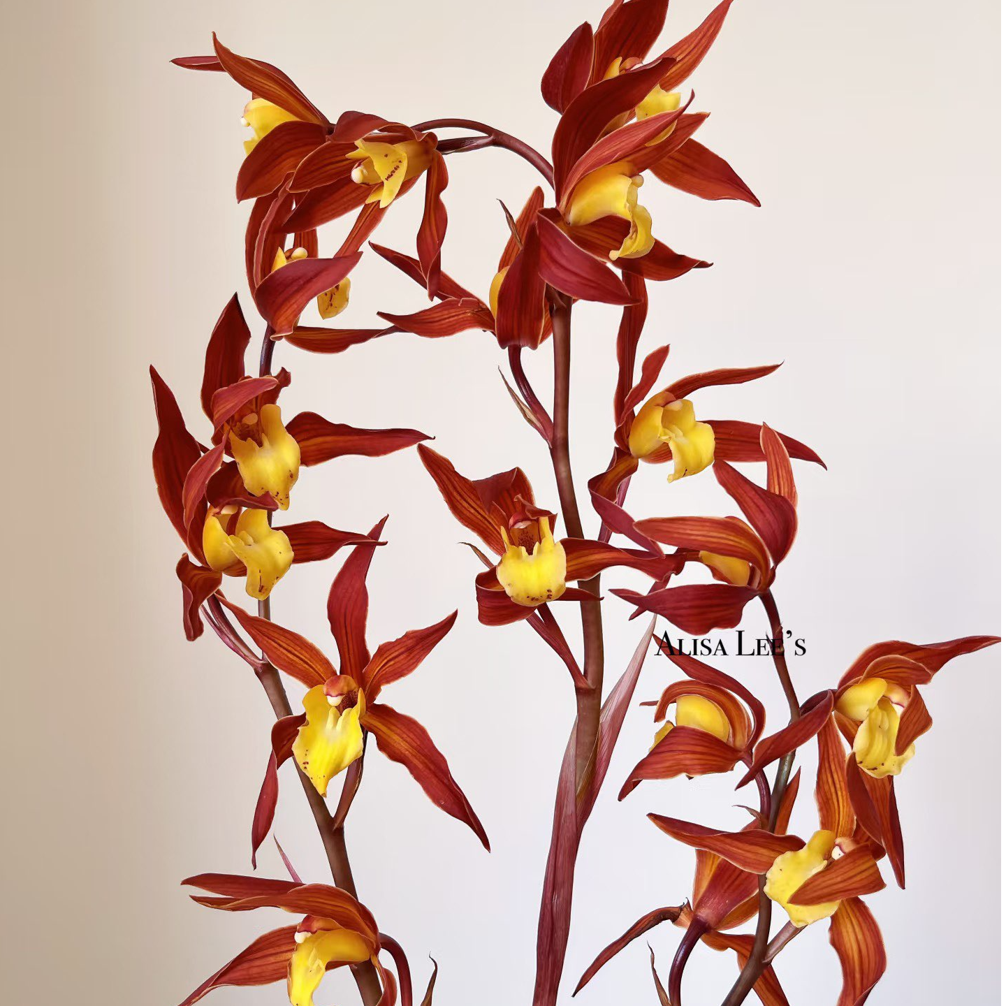 新手友好花期长大花蕙兰云南鲜切花室内高端装饰花非常有艺术气息