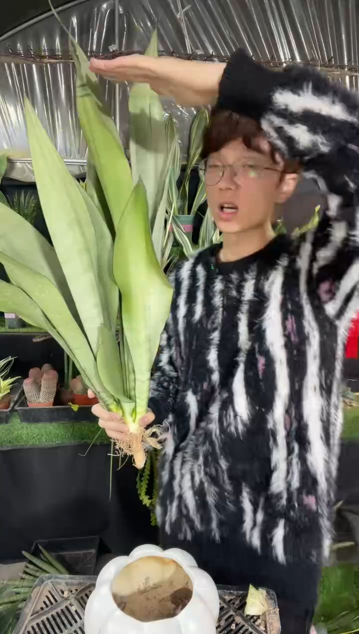 【闪购商品】高脚白玉裸根2棵15.8