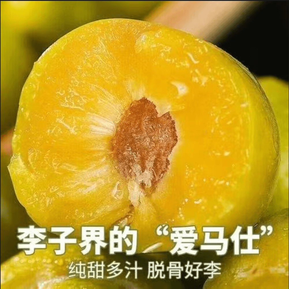【顺丰发货】贵州六马蜂糖李新鲜现摘现发当季水果脆甜A
