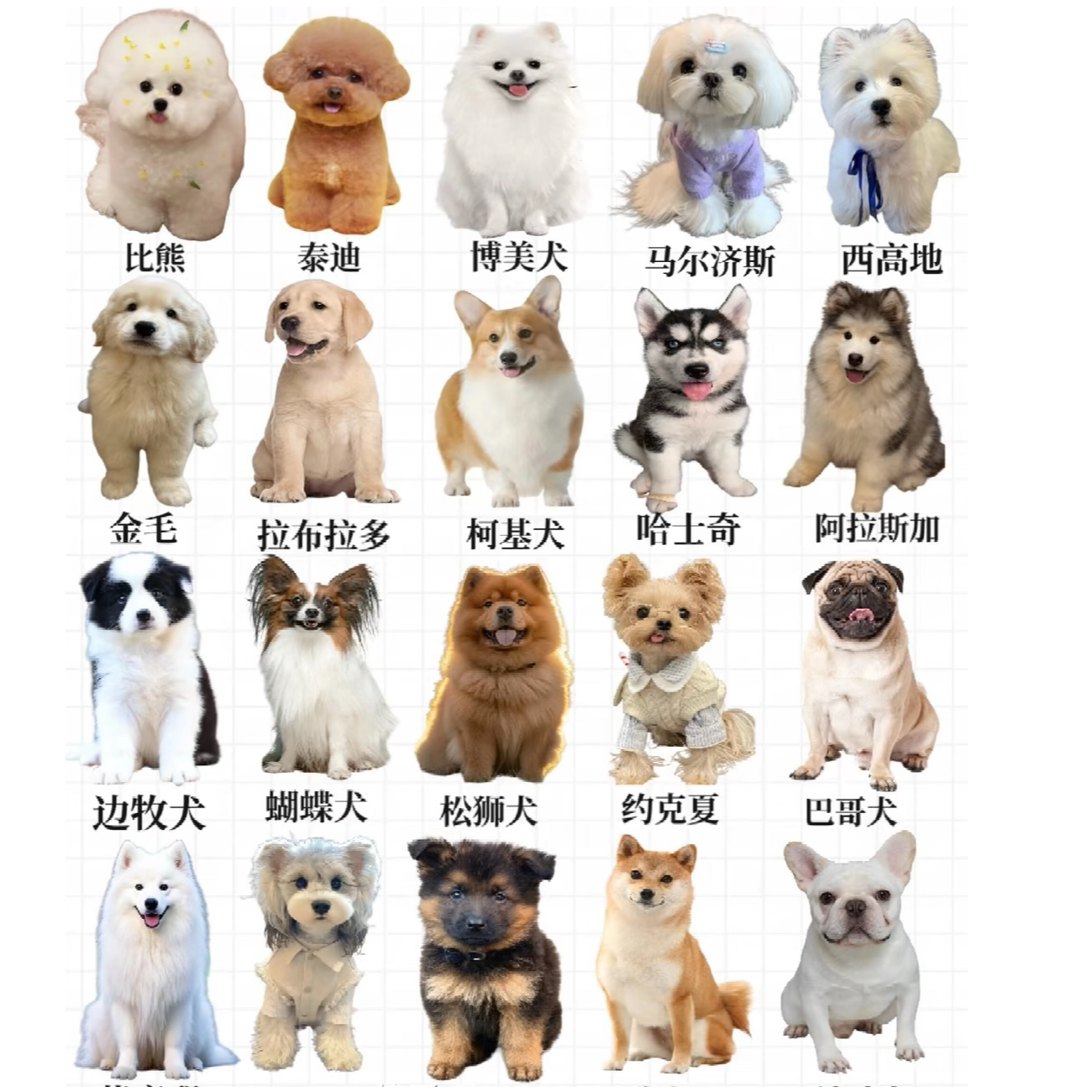 纯种活体宠物链接