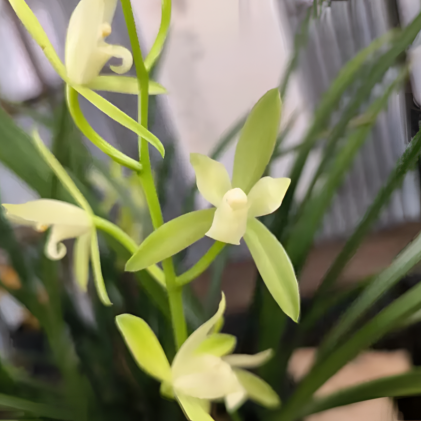 建兰【铁骨素】夏秋开花  浓香型 素心花