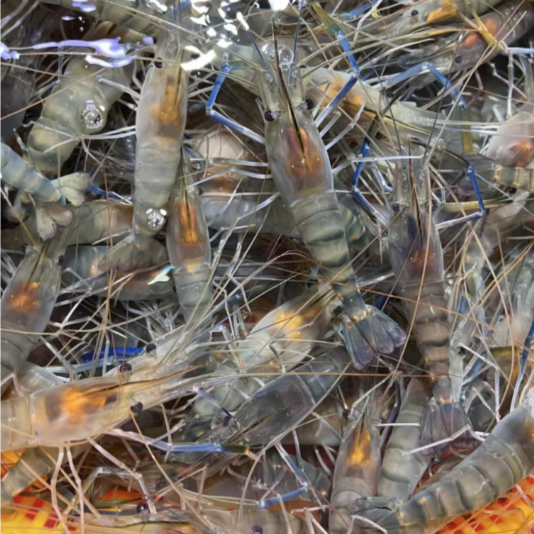 鲜活罗氏沼虾/1斤装500g