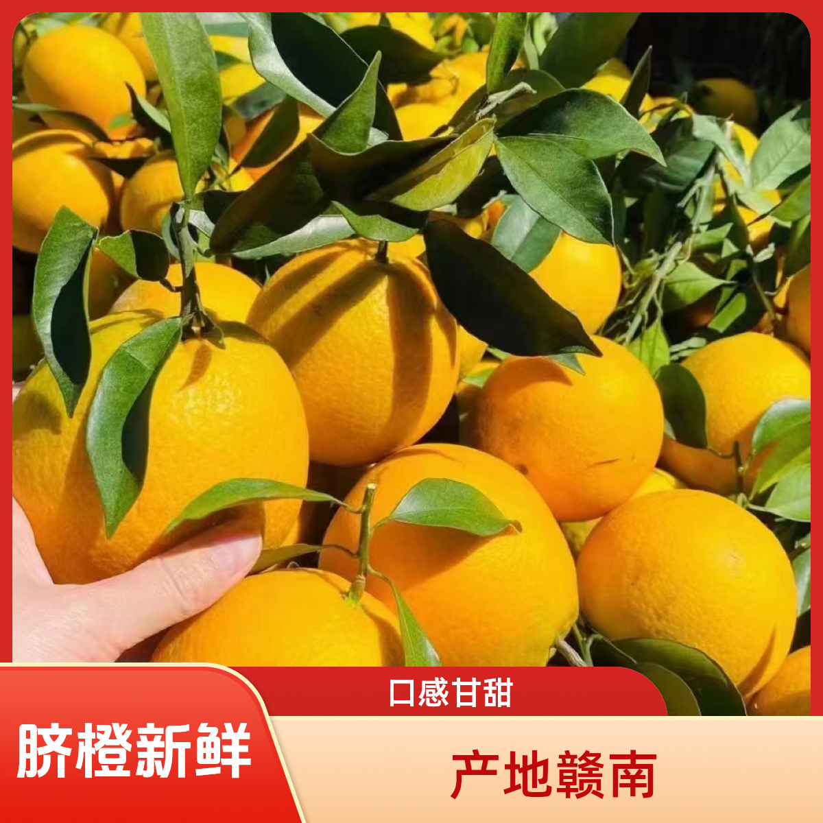 【精品果】新鲜采摘赣南脐橙江西橙子